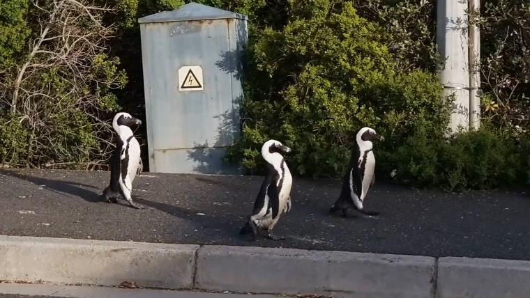 Beautiful News-Penguins roaming the streets