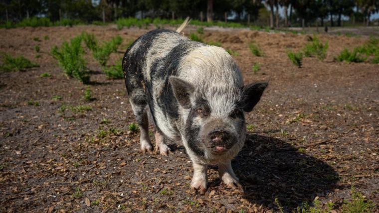 Pig standing on the ground