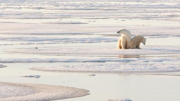 Beautiful News - Two polar bears sitting on ice in the Arctic scanning their surroundings