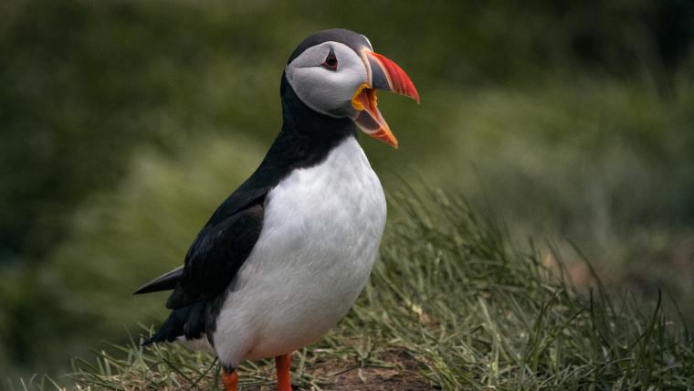 beautiful news puffins