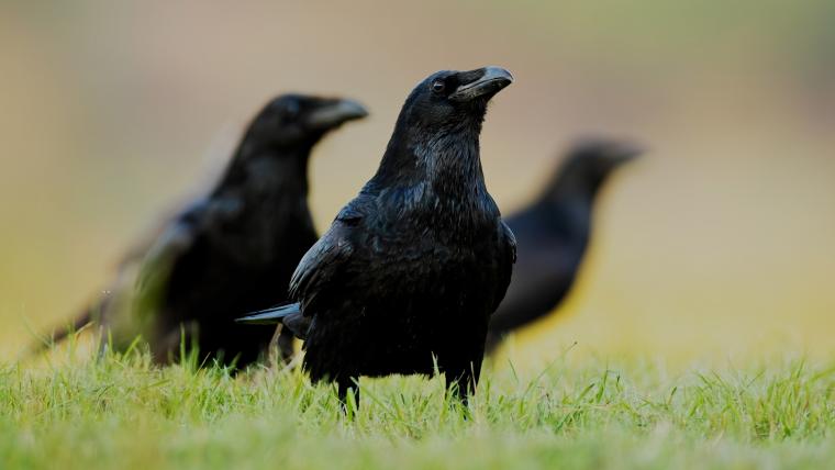 Beautiful News- Three ravens