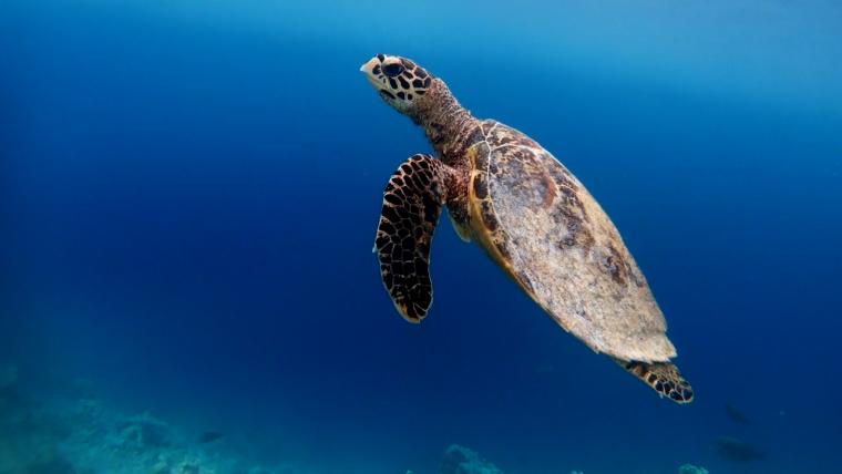 Beautiful News Sea Turtles
