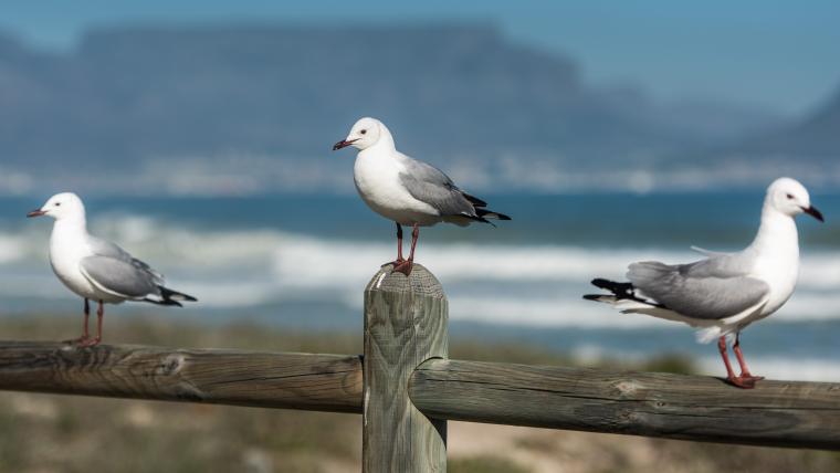 Beautiful News - 3 seagulls standing on wooden fencing