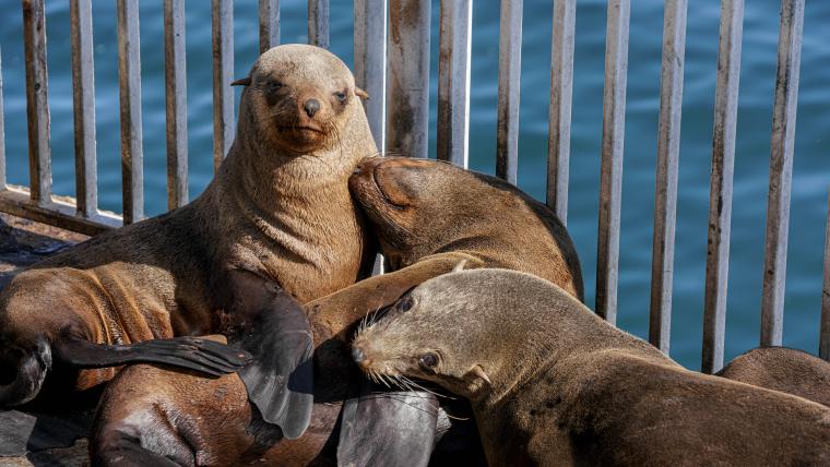 Beautiful News-Seals