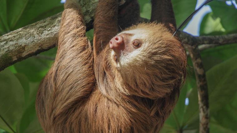 beautiful news sloths