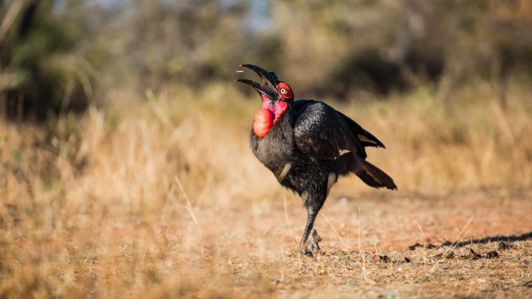 Beautiful News - A Southern Ground Hornbill from Mabula Ground Hornbill Project