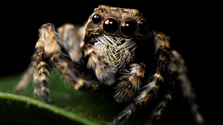 Beautiful News - Close up image of spider on a leaf