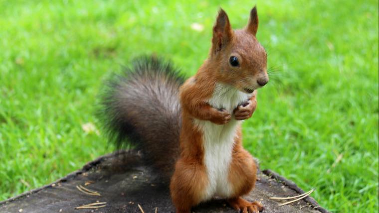 Beautiful News - Squirrel standing on a log with green grass in background