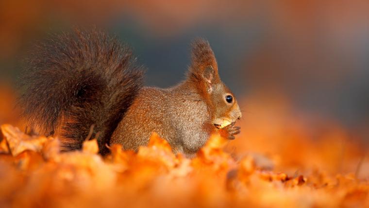 Beautiful News - Squirrel sitting in brown leaves on the ground eating a nut