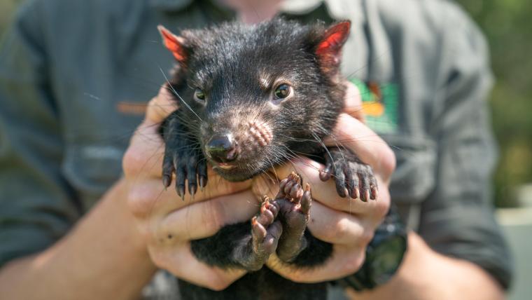 Tasmanian Devil being held.