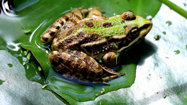 Beautiful News-Frog perched on a leaf.