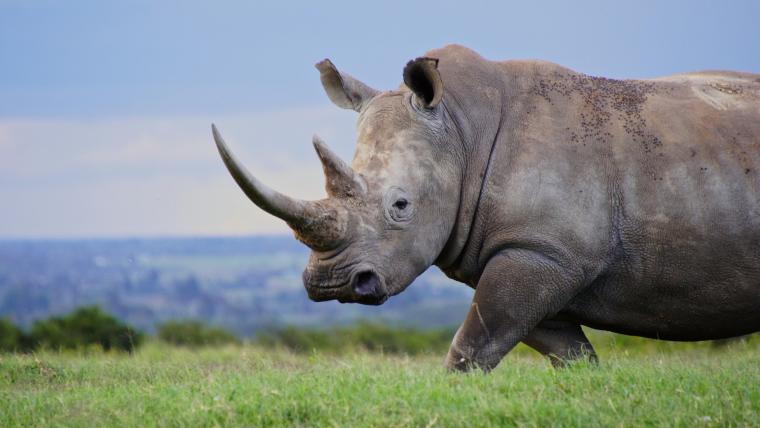 beautiful news white rhino