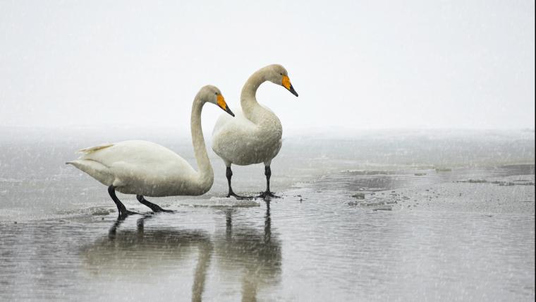 Beautiful News-Whooper swans.