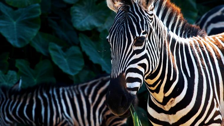 Beautiful News- Zebra in the wild.