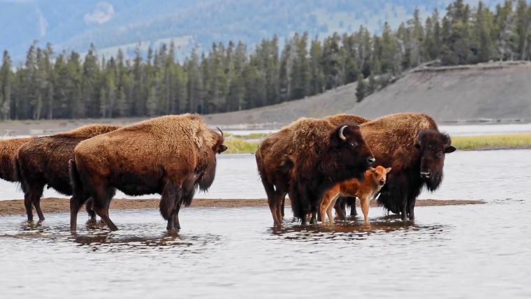 beautiful news wild buffalo