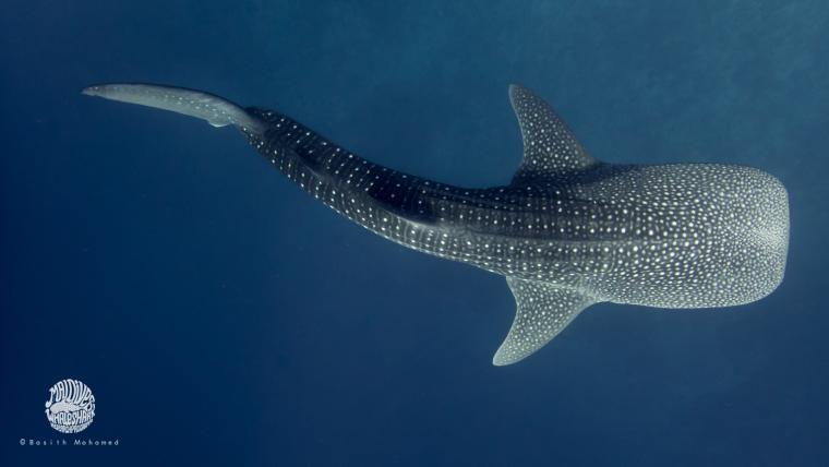Beautiful News-Whale Shark.