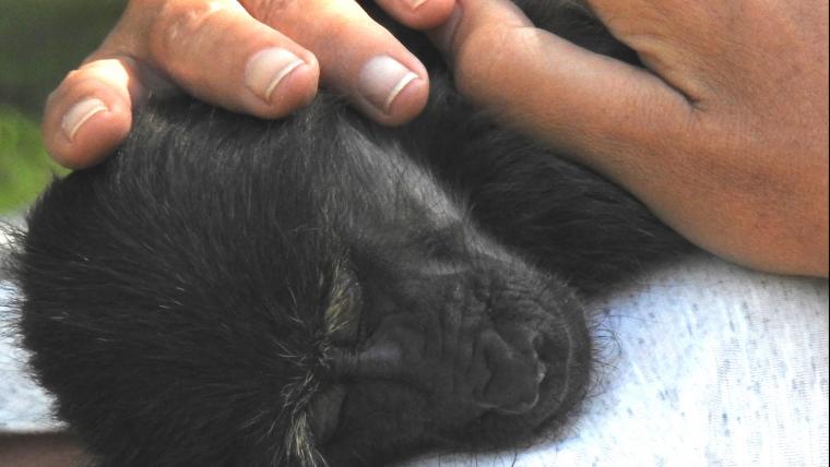 Baby baboon sleeping on human lap