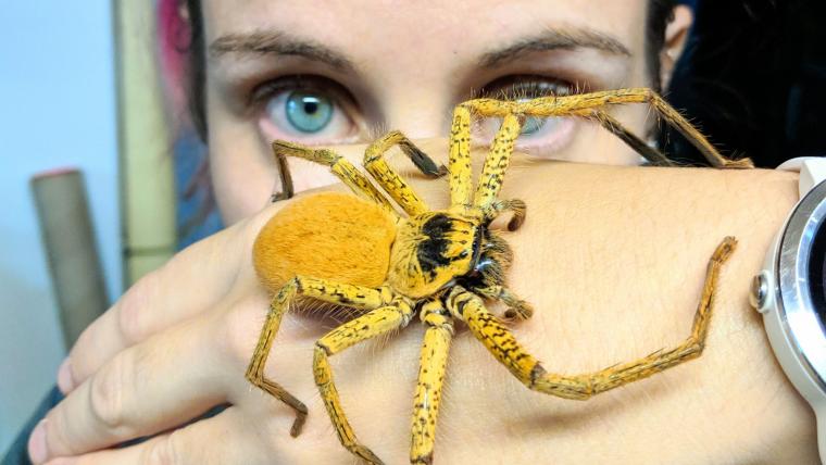 Beautiful News-woman with spider on hand