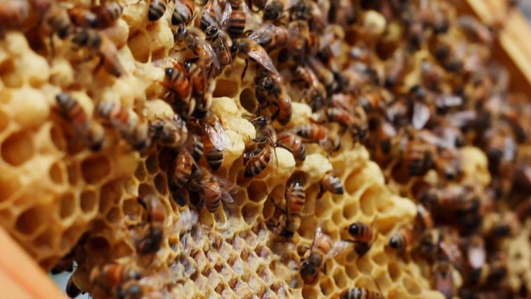 Bees with honey