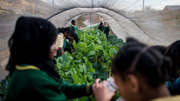 School Children. Greenhouse.