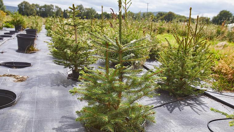 Beautiful News-Live Christmas trees