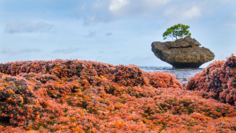  Christmas Island lights up as millions of red crabs 