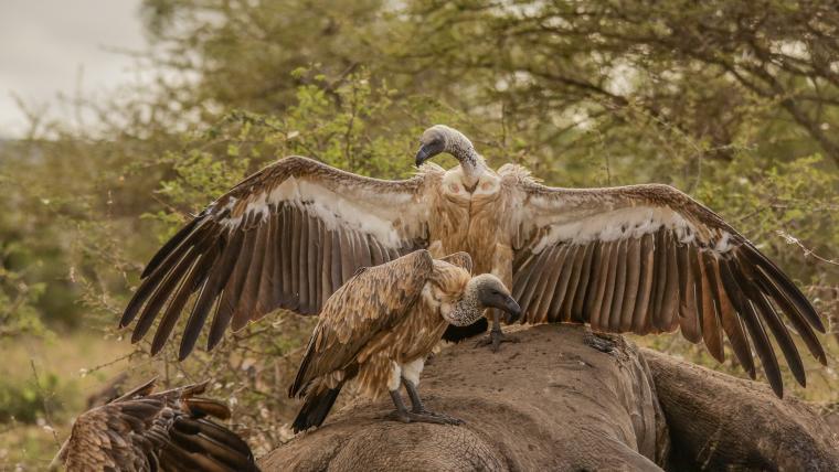 beautiful news vultures