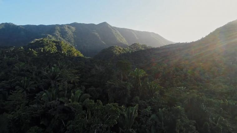 beautiful news rainforest