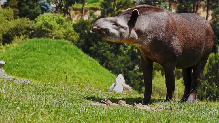 beautiful news tapirs