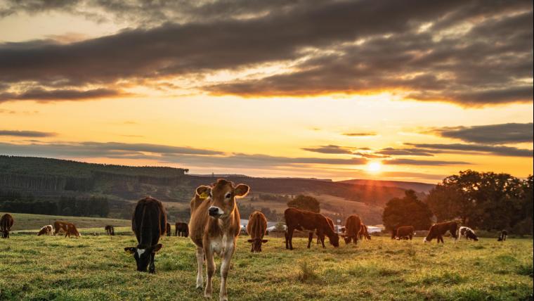 The doctors priceless help, cow's hip transplant,and cheesy countryside charm