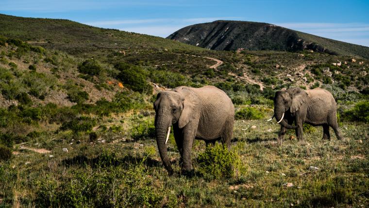 Elephants in a field