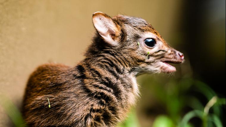 The blue duiker is South Africa’s smallest antelope.