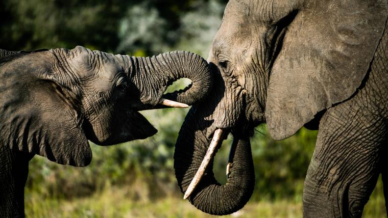 elephants.