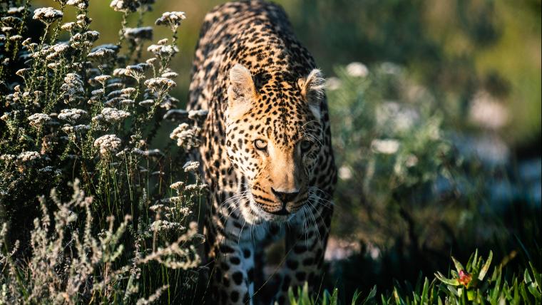 Sheeba the Leopard