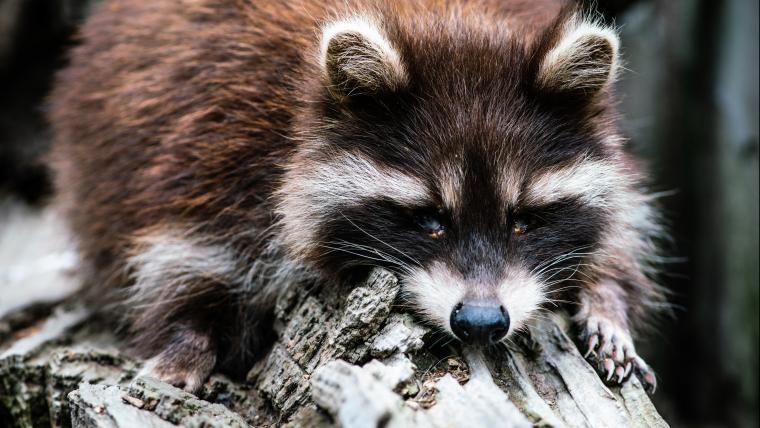 Raccoons have learnt to scrounge for food from humans.