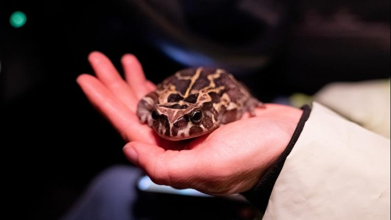 Suzie protecting the western leopard toads.