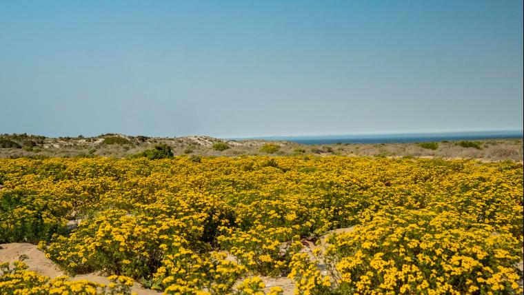 The wildflowers of Namaqua National Park.