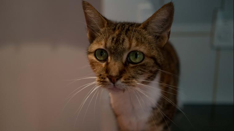 The woman caring for 55 cats under one roof