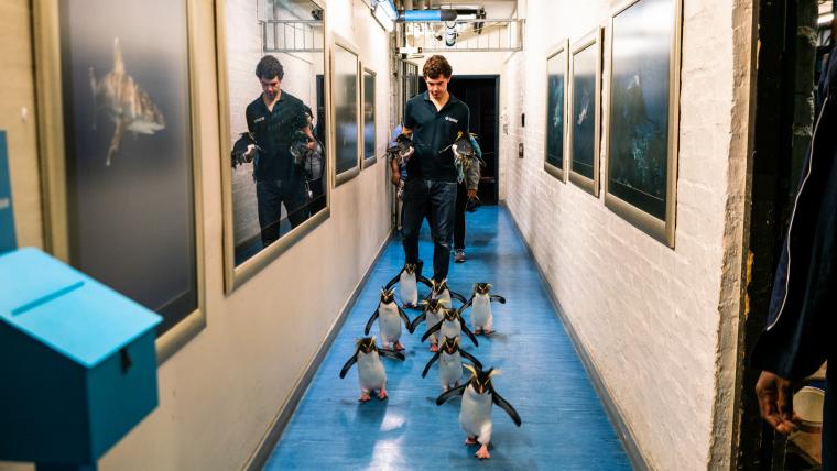 Penguins roaming in an aquarium hallway.