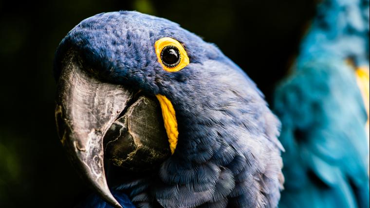 hyacinth macaws deserve to fly and spread their wings.