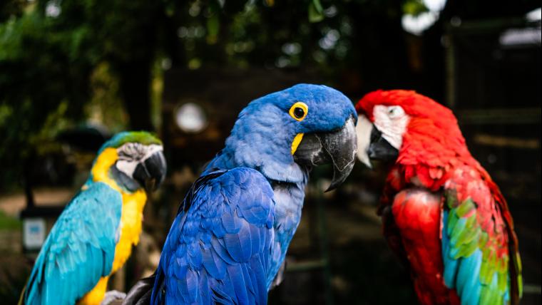 The blue macaws, the bubbleologist, and hestoring the legendary Princess Vlei.