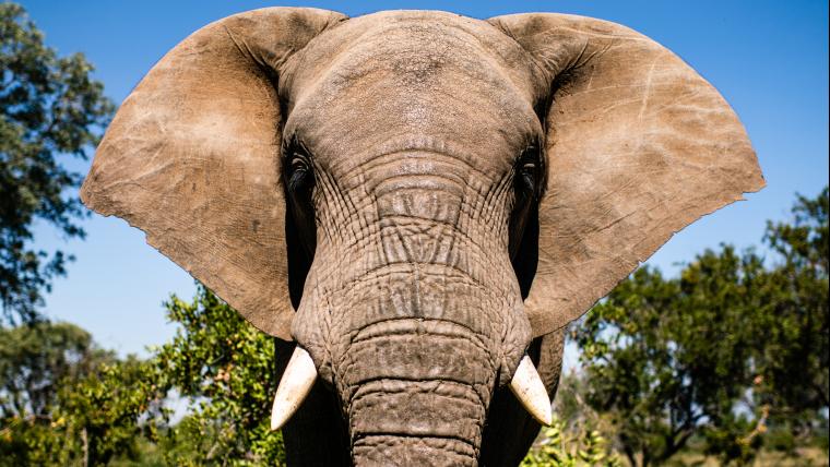 a very luckily baby elephant, a blind gardener. 