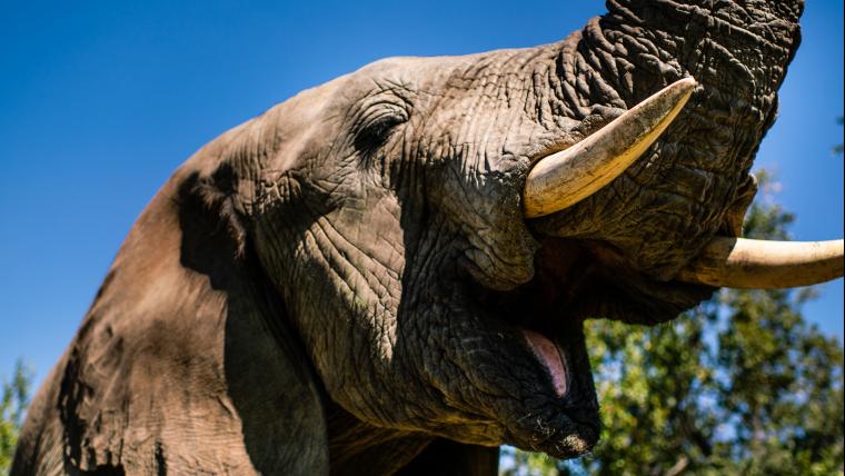 Jabulani the luckiest baby elephant.