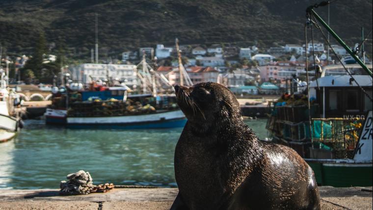 Inspiration stories, giving food to those starving, and a bay of sneaky seals