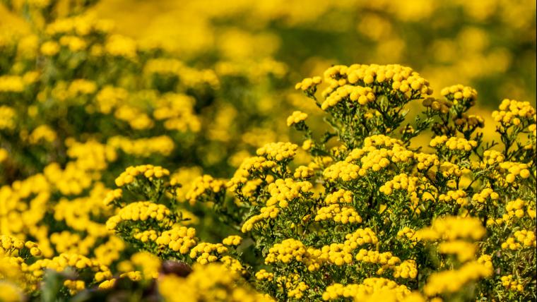 week of survivors, blowing flowers and a skating dog