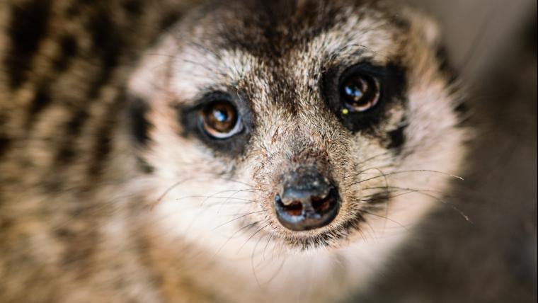 Meerkats are adorable.