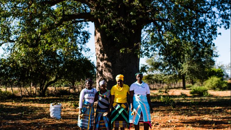 Taking care of boabab trees, as they look after people