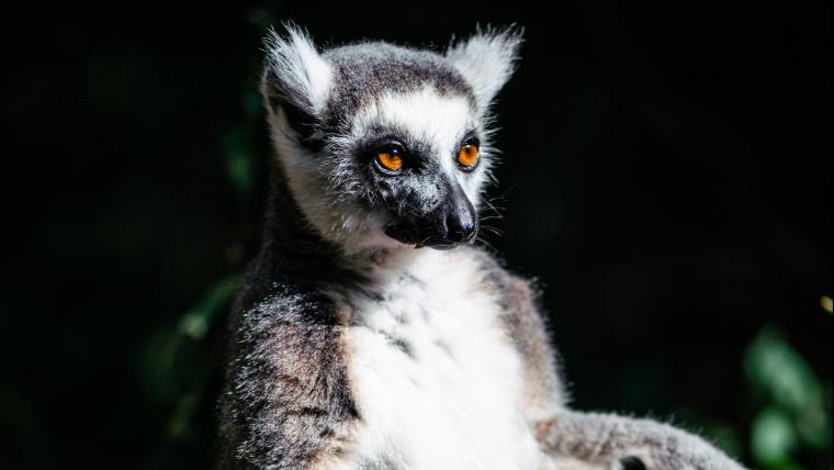 Ring-tailed lemur