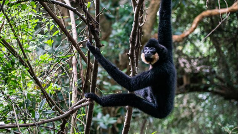 Gibbons in trees