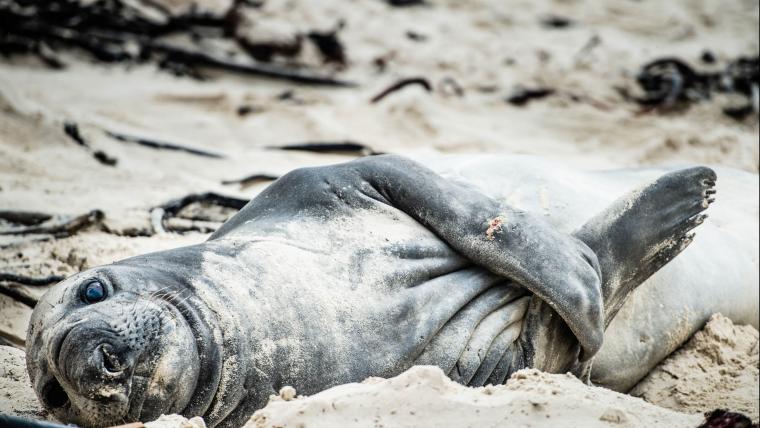 Elephant seal